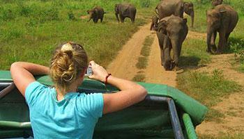 jungle camping in sri lanka